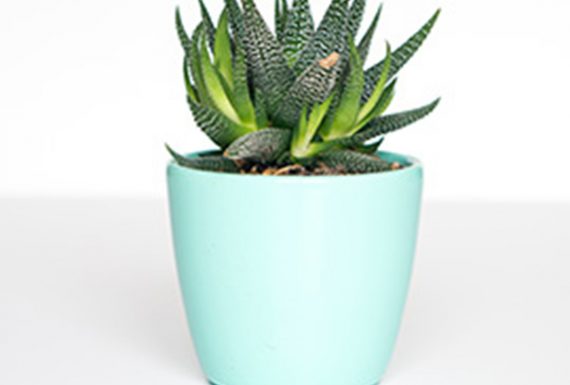 Decorate Your House